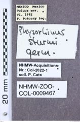 Etikett zu Simodactylus arimotoi (Schimmel, 2003)